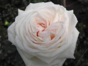 Garden Rose O'Hara White 72 Roses